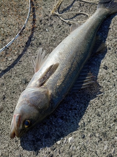 スズキの釣果