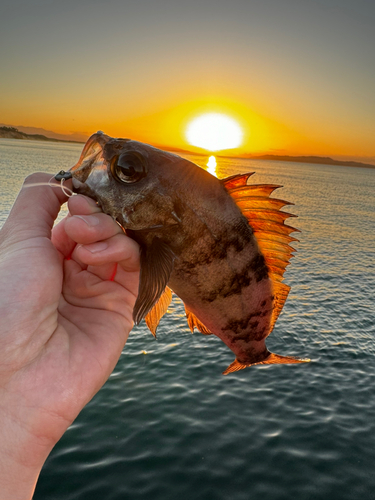 アオメバルの釣果