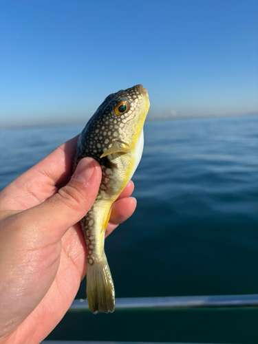 ショウサイフグの釣果