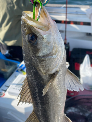 フッコ（マルスズキ）の釣果