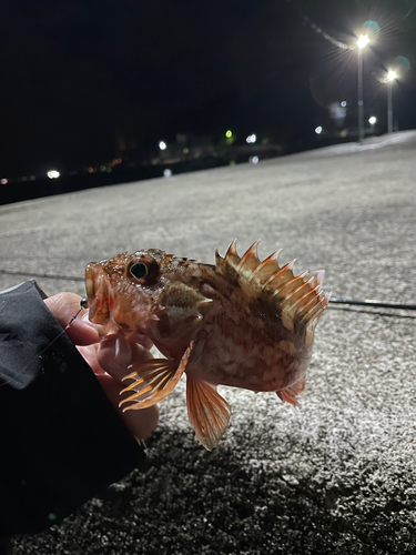 カサゴの釣果