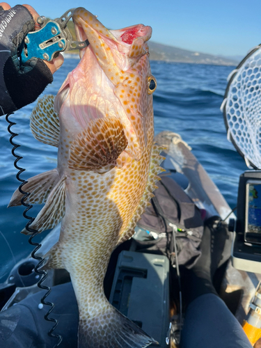 オオモンハタの釣果