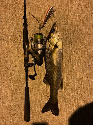 シーバスの釣果