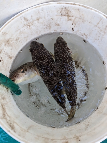 ショウサイフグの釣果