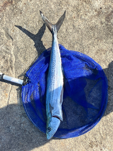 サゴシの釣果