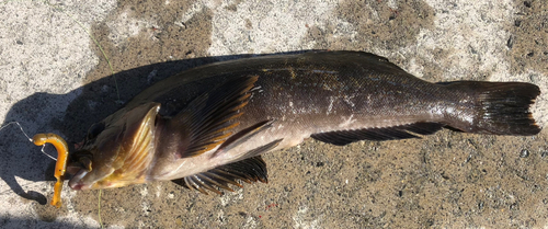 アイナメの釣果