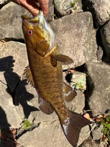 スモールマウスバスの釣果