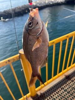 ウミタナゴの釣果