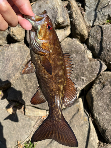 スモールマウスバスの釣果