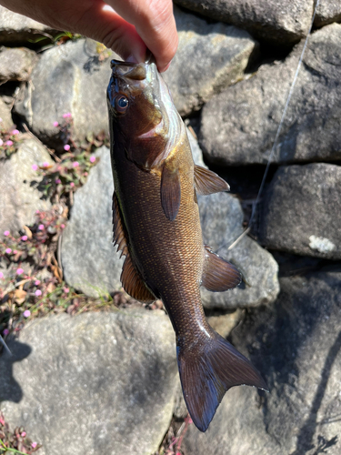 スモールマウスバスの釣果