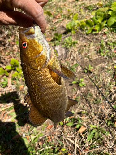 スモールマウスバスの釣果