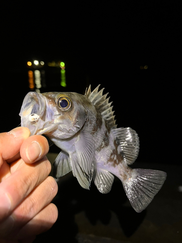 クロメバルの釣果