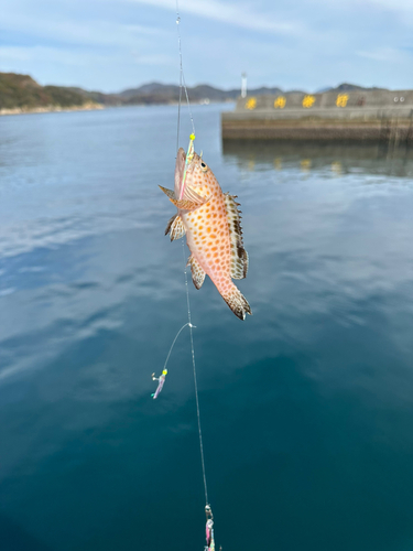 オオモンハタの釣果