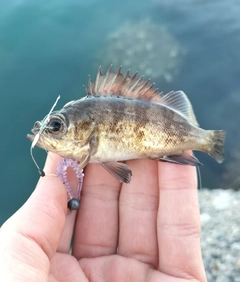 メバルの釣果