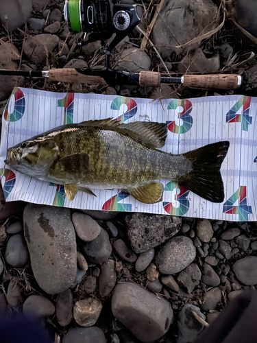 スモールマウスバスの釣果