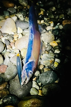 タチウオの釣果