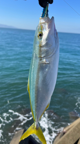 イナダの釣果