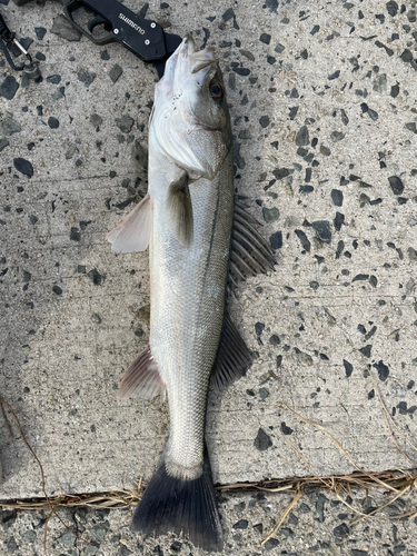 サゴシの釣果