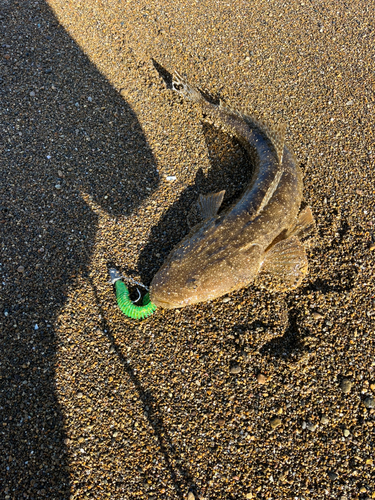 マゴチの釣果