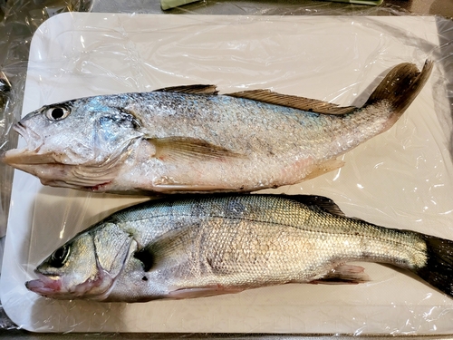 イシモチの釣果