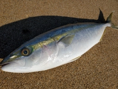 ツバスの釣果