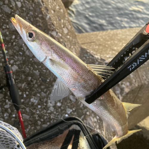 カマスの釣果