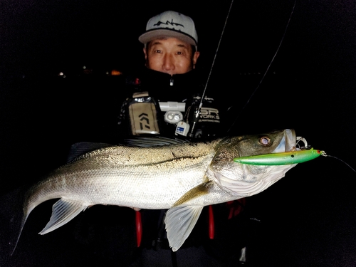 シーバスの釣果