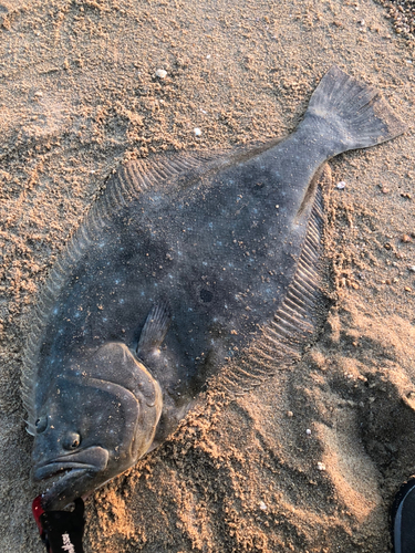 ヒラメの釣果