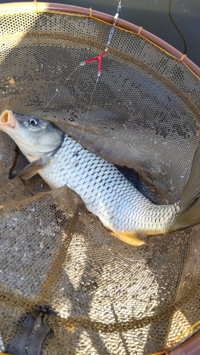 コイの釣果