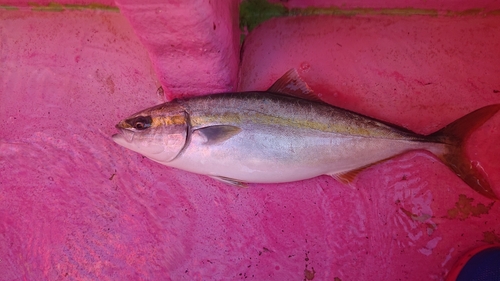 イナダの釣果