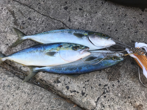 ハマチの釣果