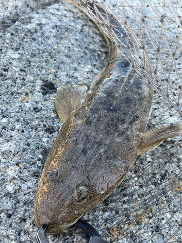 マゴチの釣果