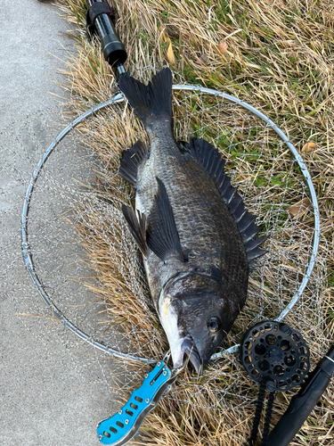 チヌの釣果