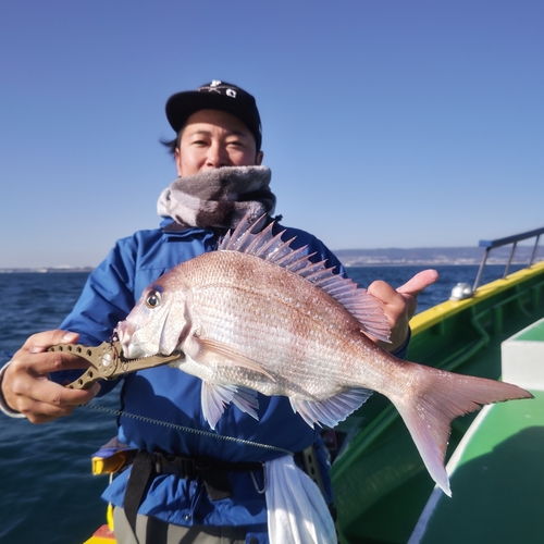 マダイの釣果