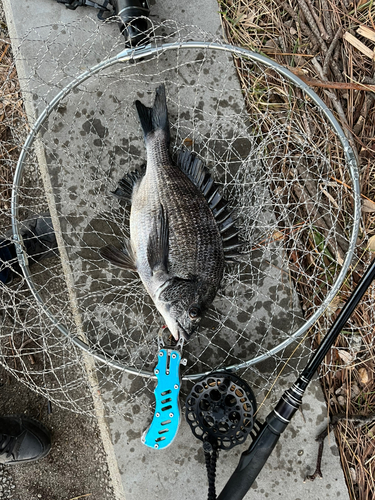 チヌの釣果