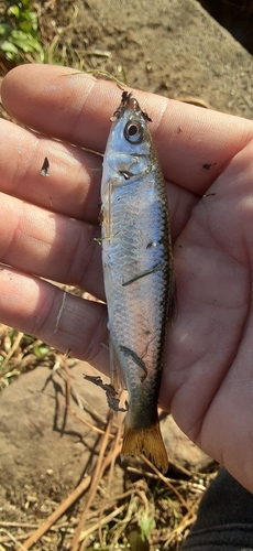 オイカワの釣果