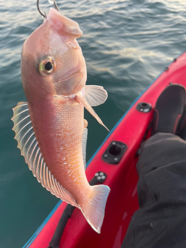 シロアマダイの釣果