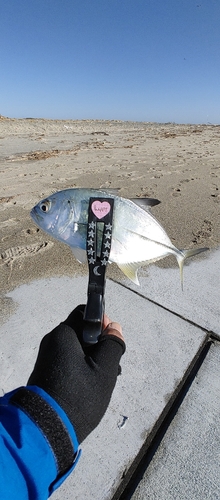 ロウニンアジの釣果