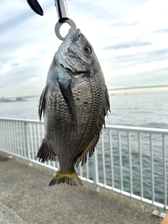 キビレの釣果