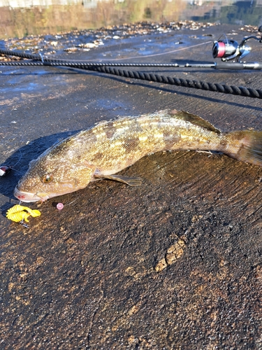 アイナメの釣果