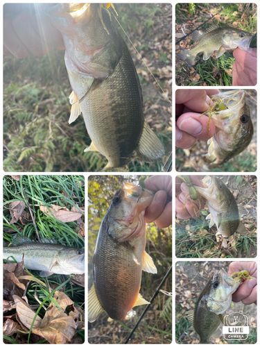 ブラックバスの釣果