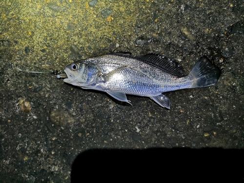 イシモチの釣果