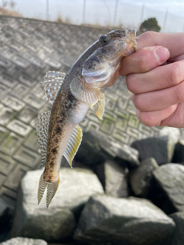 マハゼの釣果