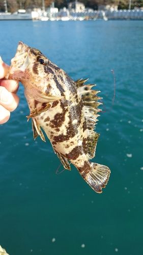 ベッコウゾイの釣果