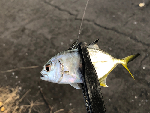 メッキの釣果