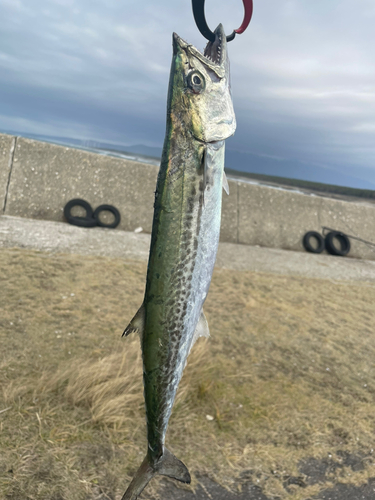 サゴシの釣果