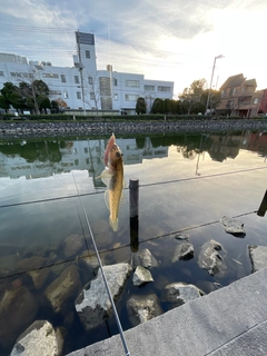 ハゼの釣果