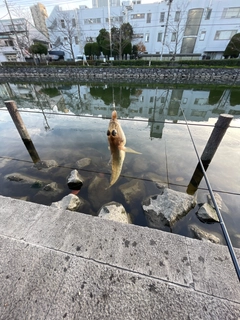 ハゼの釣果