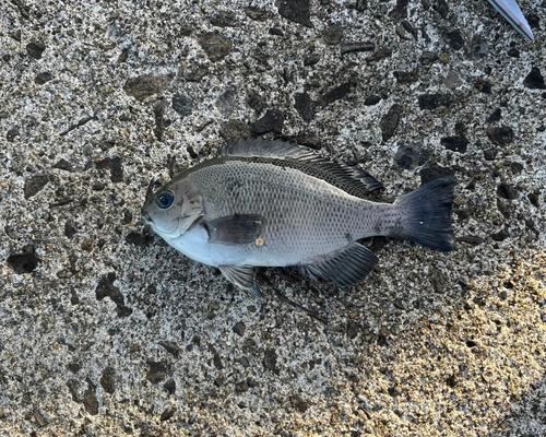 メジナの釣果