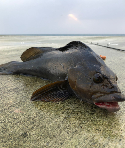 アイナメの釣果